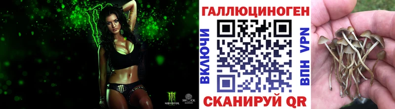 Псилоцибиновые грибы Psilocybe  Ногинск 
